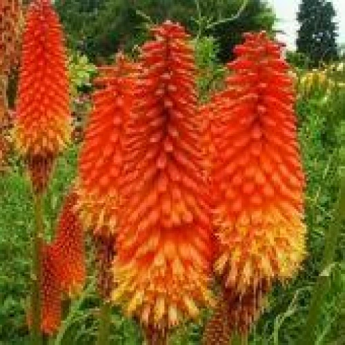 Kniphofia Red Admiral 